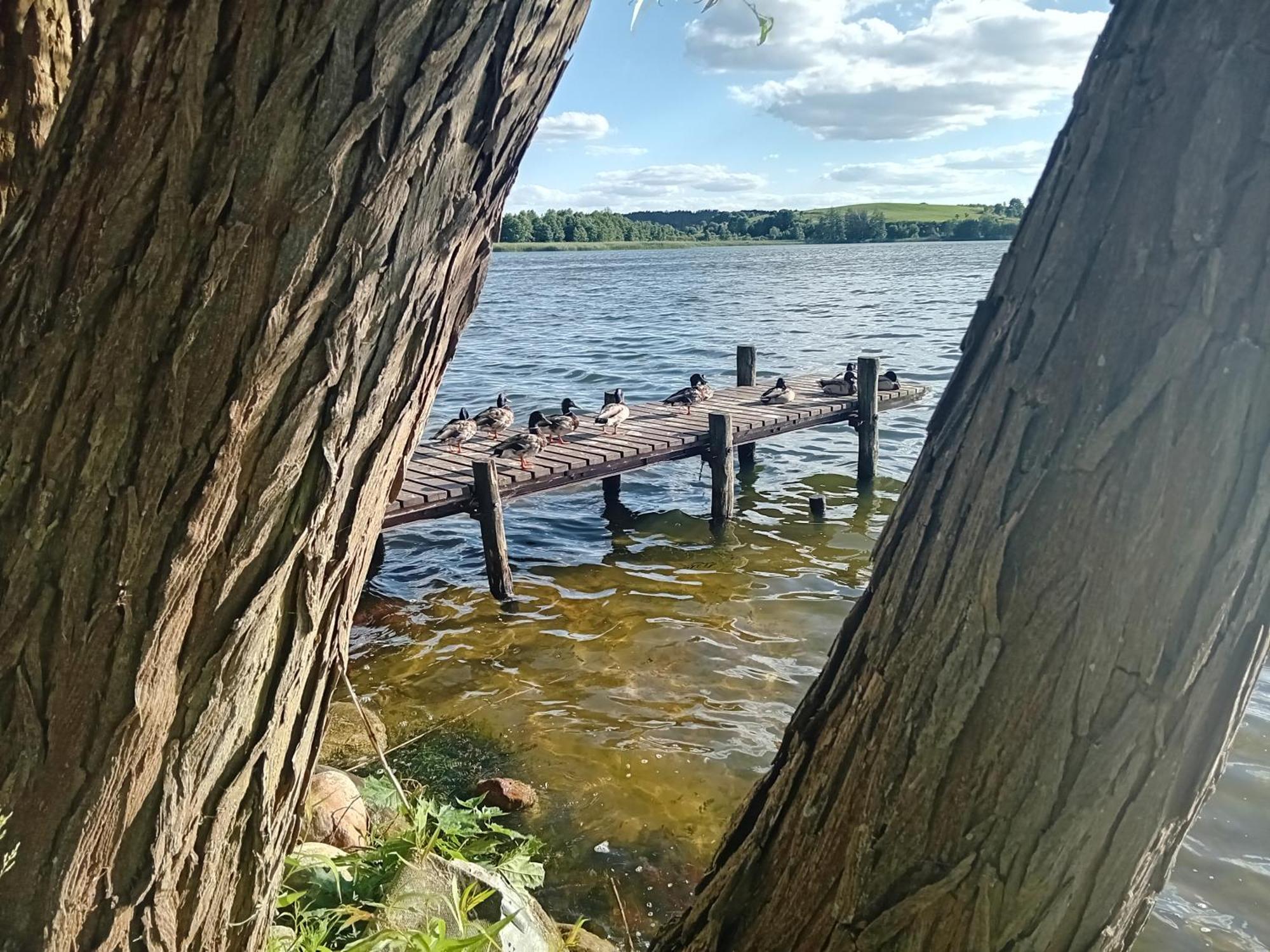 Pokoje Goscinne Sloneczny Klon Dabrowno Exteriör bild